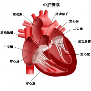 12例室间隔完整型大动脉转位新生儿围手术期的护理