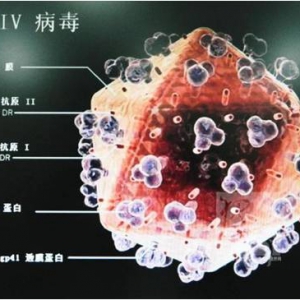 两周清除艾滋病毒，有新发现