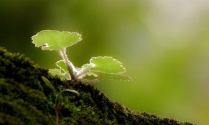 我们是自豪的小草