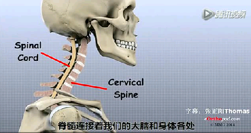 【3D动画】详解颈椎解剖