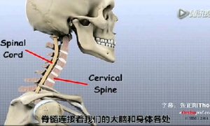 【3D动画】详解颈椎解剖