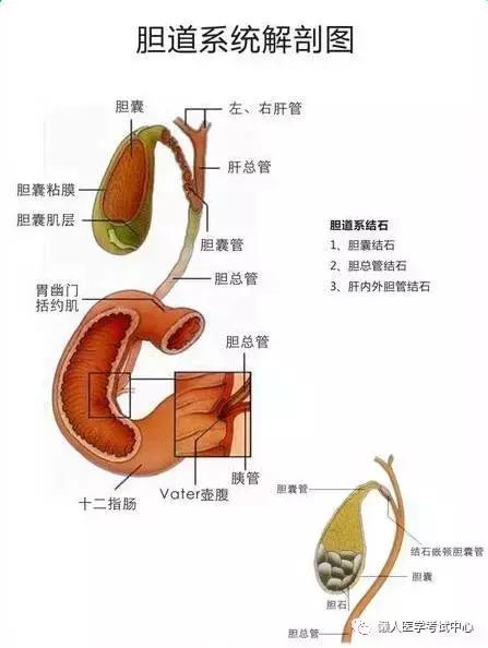 「解剖歌诀」害怕解剖学的小伙伴，3天搞定就行了！