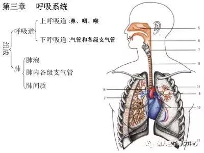 「解剖歌诀」害怕解剖学的小伙伴，3天搞定就行了！