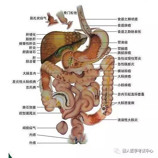 「解剖歌诀」害怕解剖学的小伙伴，3天搞定就行了！