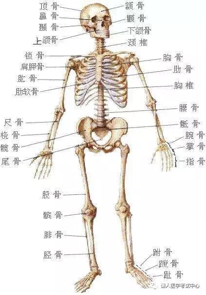 「解剖歌诀」害怕解剖学的小伙伴，3天搞定就行了！