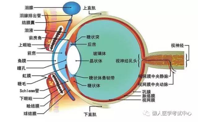 「解剖歌诀」害怕解剖学的小伙伴，3天搞定就行了！