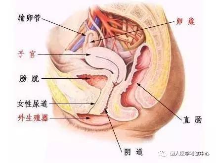 「解剖歌诀」害怕解剖学的小伙伴，3天搞定就行了！