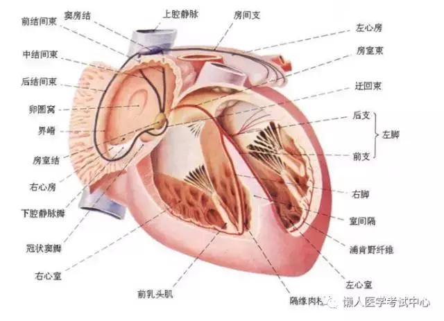 「解剖歌诀」害怕解剖学的小伙伴，3天搞定就行了！