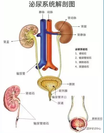 「解剖歌诀」害怕解剖学的小伙伴，3天搞定就行了！