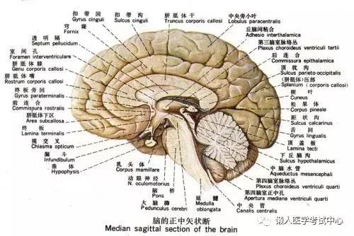 「解剖歌诀」害怕解剖学的小伙伴，3天搞定就行了！