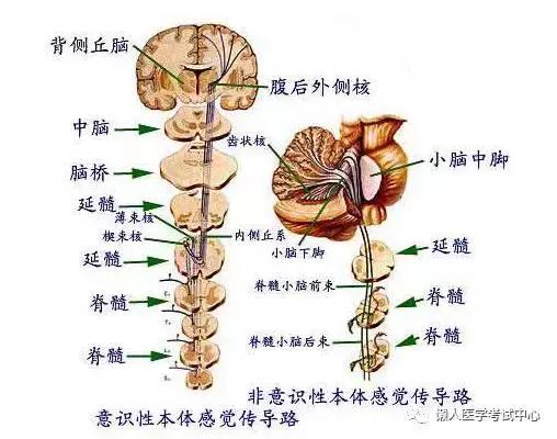 「解剖歌诀」害怕解剖学的小伙伴，3天搞定就行了！