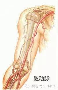 手把手教会护士，正确的动脉采血（部位、方法）