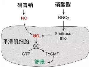 硝酸酯还是硝普钠，你用对了吗？