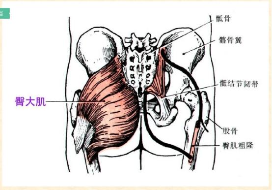 下肢骨骼肌解剖图谱（珍贵资料）