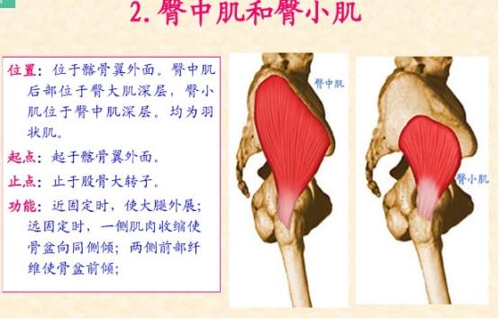 下肢骨骼肌解剖图谱（珍贵资料）