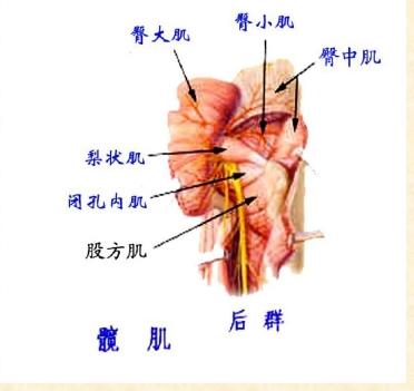 下肢骨骼肌解剖图谱（珍贵资料）