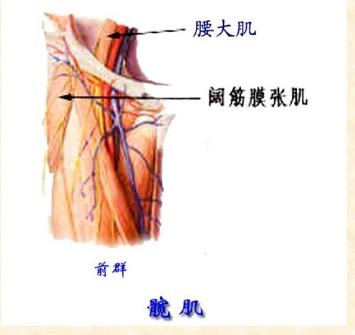 下肢骨骼肌解剖图谱（珍贵资料）