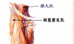 下肢骨骼肌解剖图谱（珍贵资料）