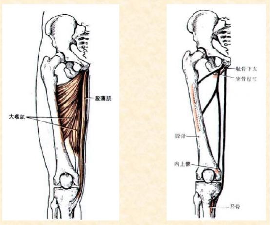 下肢骨骼肌解剖图谱（珍贵资料）
