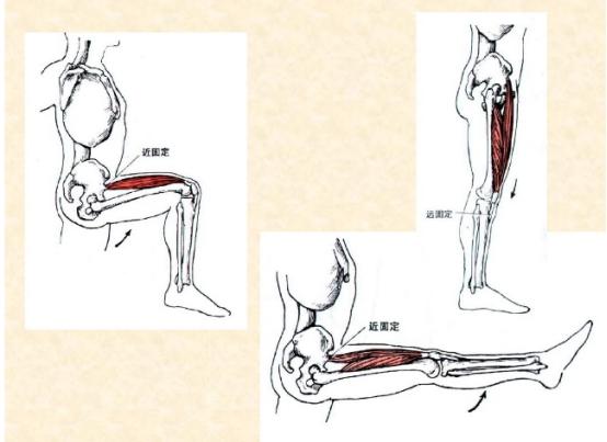 下肢骨骼肌解剖图谱（珍贵资料）