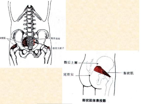 下肢骨骼肌解剖图谱（珍贵资料）