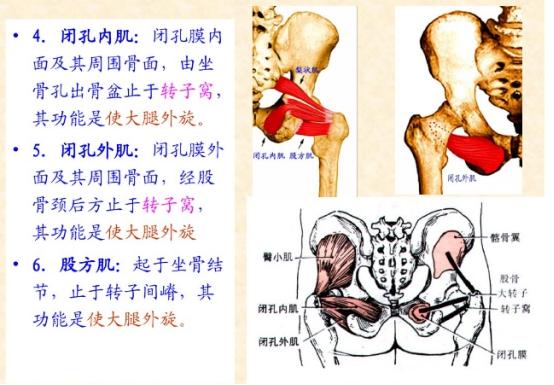 下肢骨骼肌解剖图谱（珍贵资料）