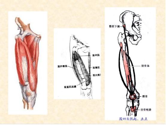 下肢骨骼肌解剖图谱（珍贵资料）