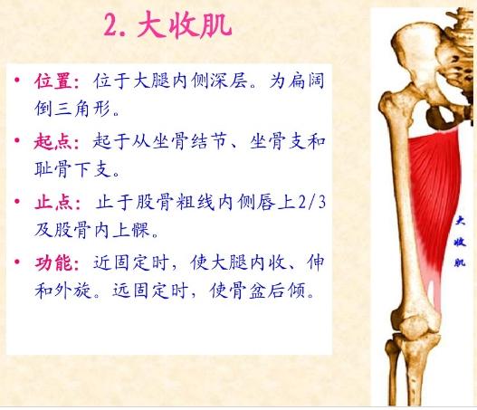 下肢骨骼肌解剖图谱（珍贵资料）