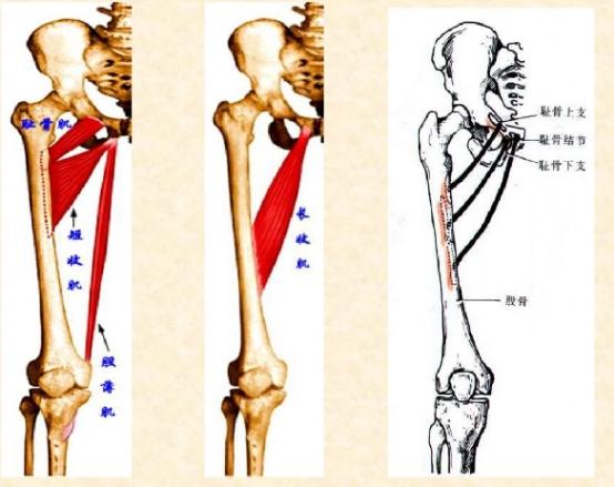 下肢骨骼肌解剖图谱（珍贵资料）