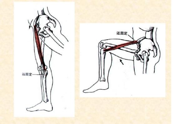 下肢骨骼肌解剖图谱（珍贵资料）