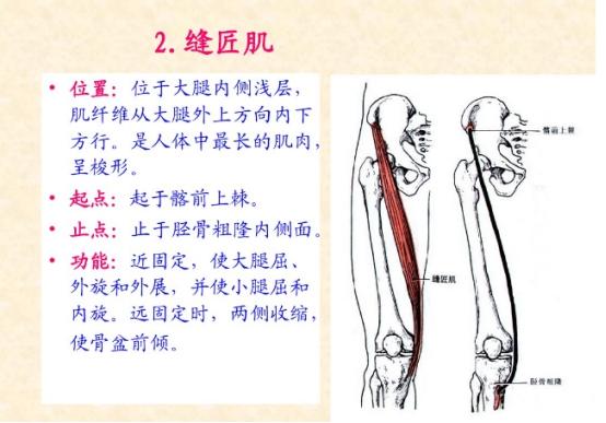 下肢骨骼肌解剖图谱（珍贵资料）