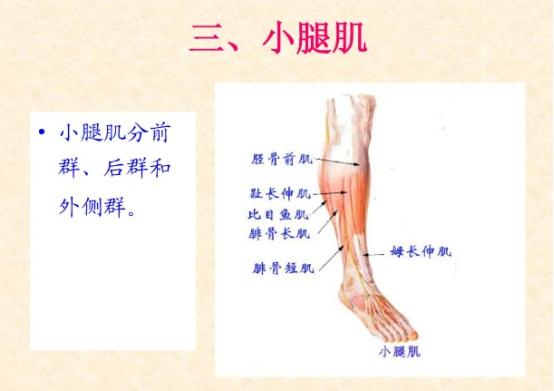 下肢骨骼肌解剖图谱（珍贵资料）