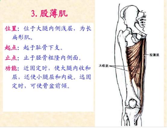 下肢骨骼肌解剖图谱（珍贵资料）