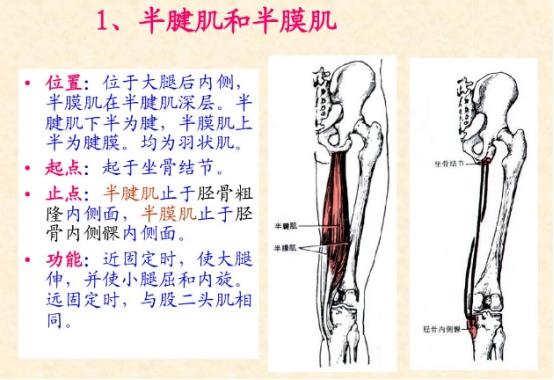 下肢骨骼肌解剖图谱（珍贵资料）