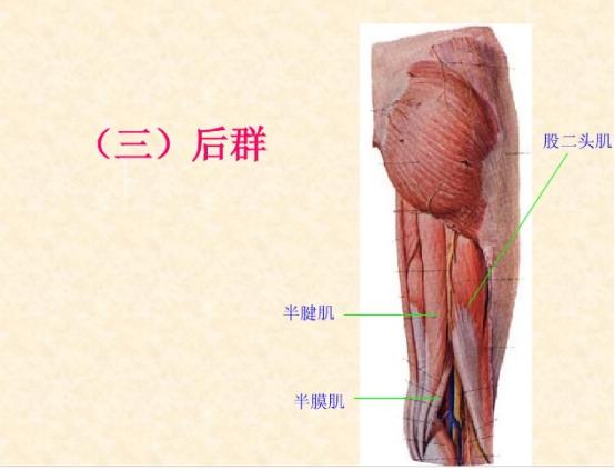 下肢骨骼肌解剖图谱（珍贵资料）