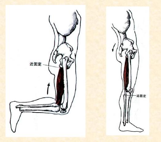 下肢骨骼肌解剖图谱（珍贵资料）