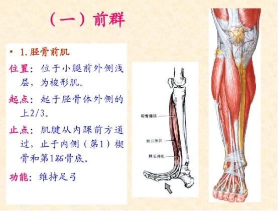 下肢骨骼肌解剖图谱（珍贵资料）