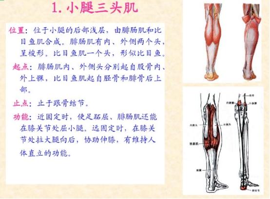 下肢骨骼肌解剖图谱（珍贵资料）