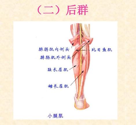 下肢骨骼肌解剖图谱（珍贵资料）