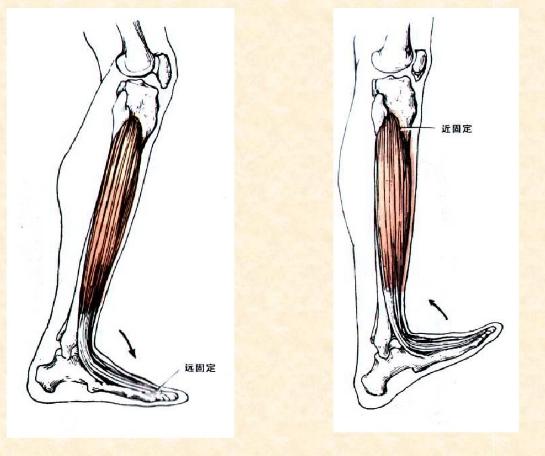 下肢骨骼肌解剖图谱（珍贵资料）