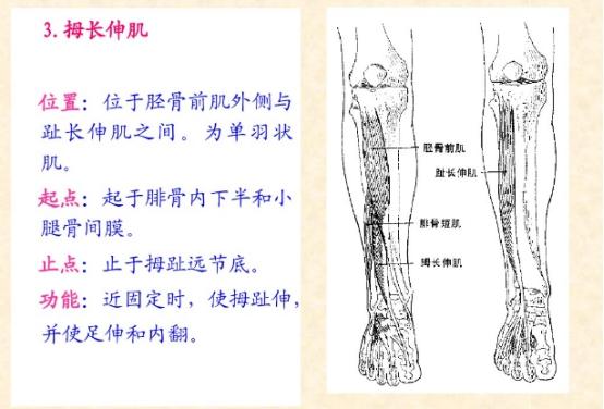 下肢骨骼肌解剖图谱（珍贵资料）