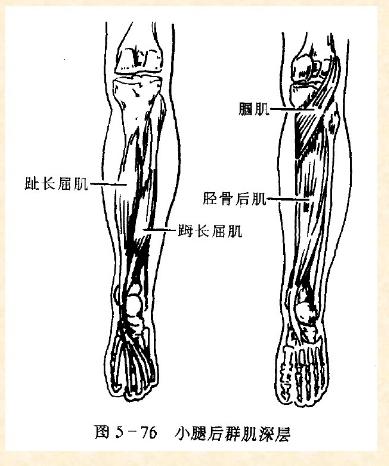 下肢骨骼肌解剖图谱（珍贵资料）