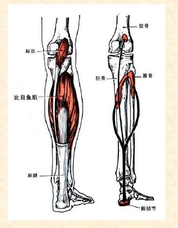 下肢骨骼肌解剖图谱（珍贵资料）