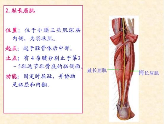 下肢骨骼肌解剖图谱（珍贵资料）