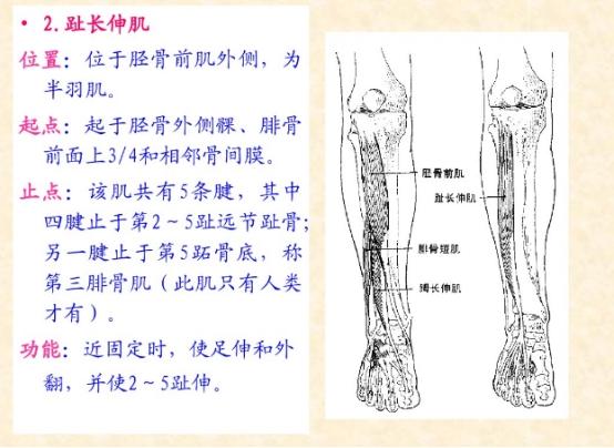 下肢骨骼肌解剖图谱（珍贵资料）