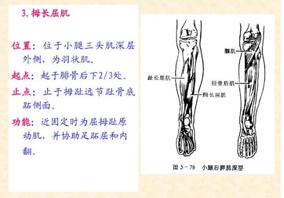 下肢骨骼肌解剖图谱（珍贵资料）