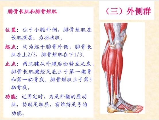 下肢骨骼肌解剖图谱（珍贵资料）