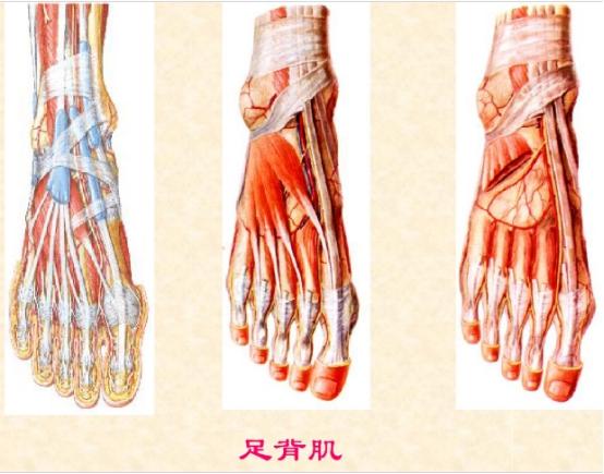 下肢骨骼肌解剖图谱（珍贵资料）