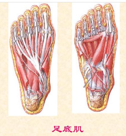 下肢骨骼肌解剖图谱（珍贵资料）