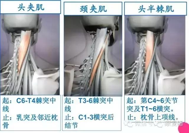 精美3D骨骼肌解剖图谱（珍贵资料）